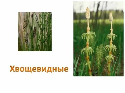 Систематика хвоща