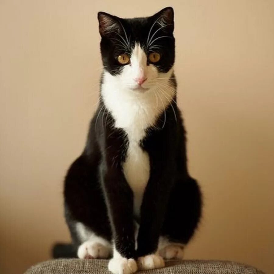 Tuxedo cat. Такседо кот. такседо порода кошек. tuxedo порода кошек. тукседо кот порода.
