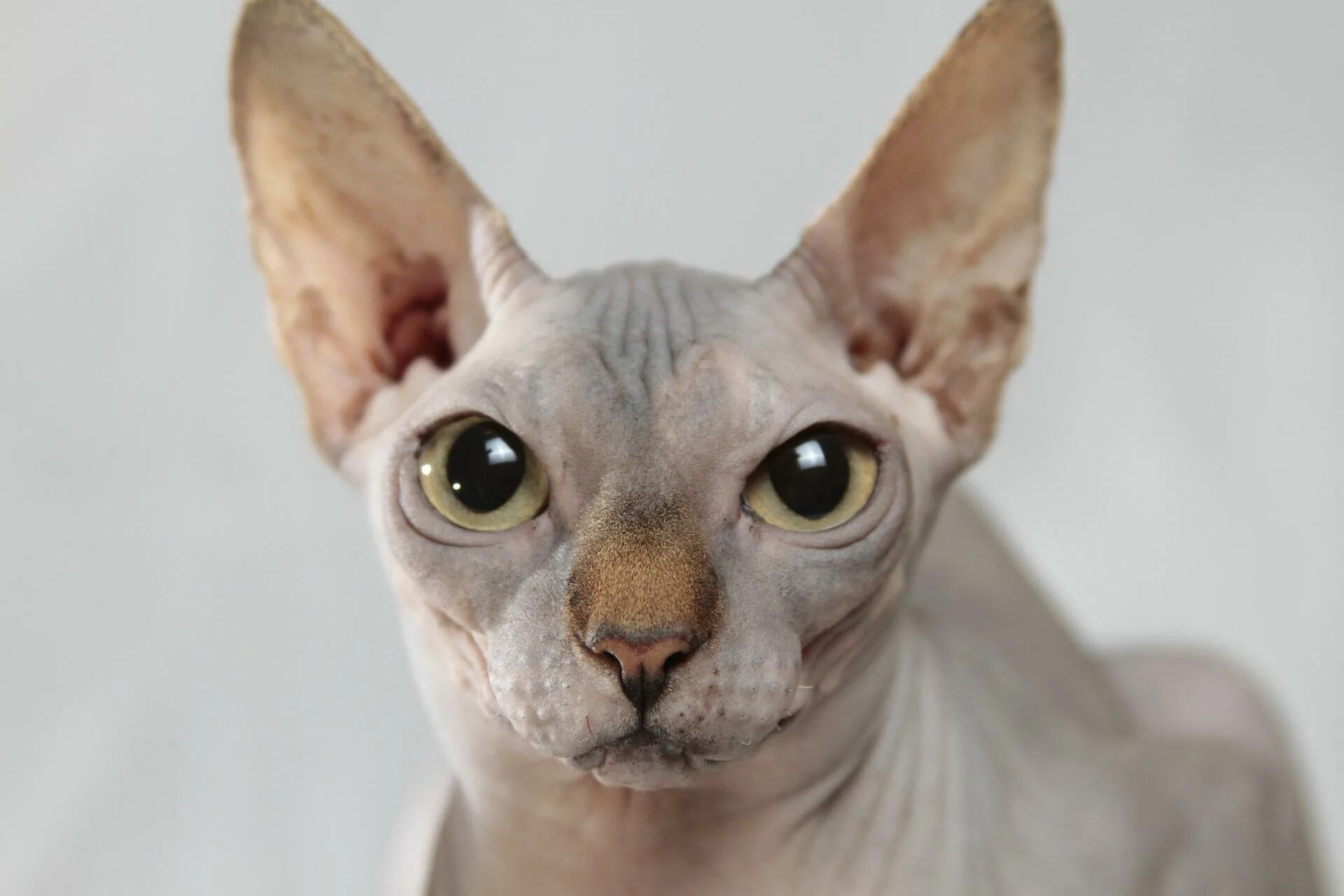 Сфинксы лучшие кошки. Коты сфинксы. коты породы сфинкс. лысый кот сфинкс. американский сфинкс кошка.