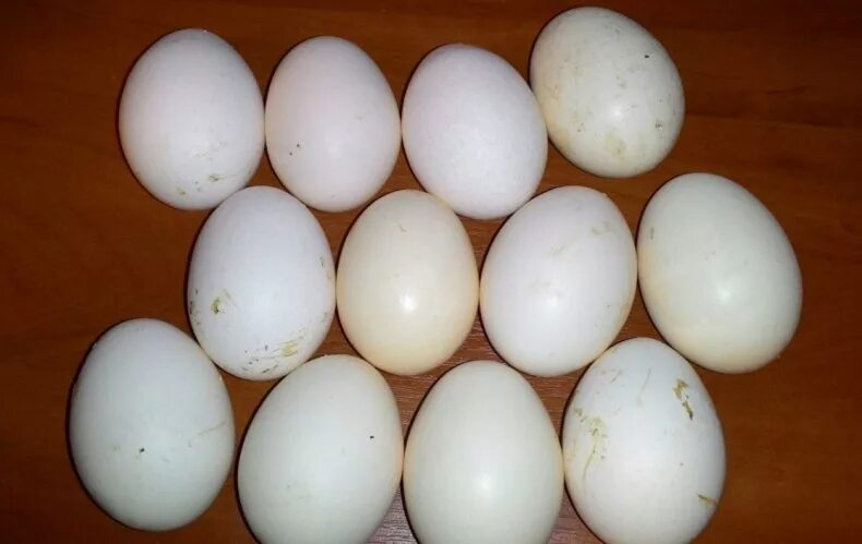 Белые куры несут белые яйца. Куры Котляревская. Куры несущие белые яйца. Котляревская цвет яйца. Породы кур с белоснежным яйцом.