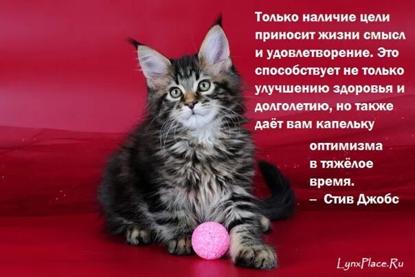 То что приносит радость. Что приносит радость. Статусы про радость в жизни. Принеси жизнь. Позитивная мотивация в картинках.