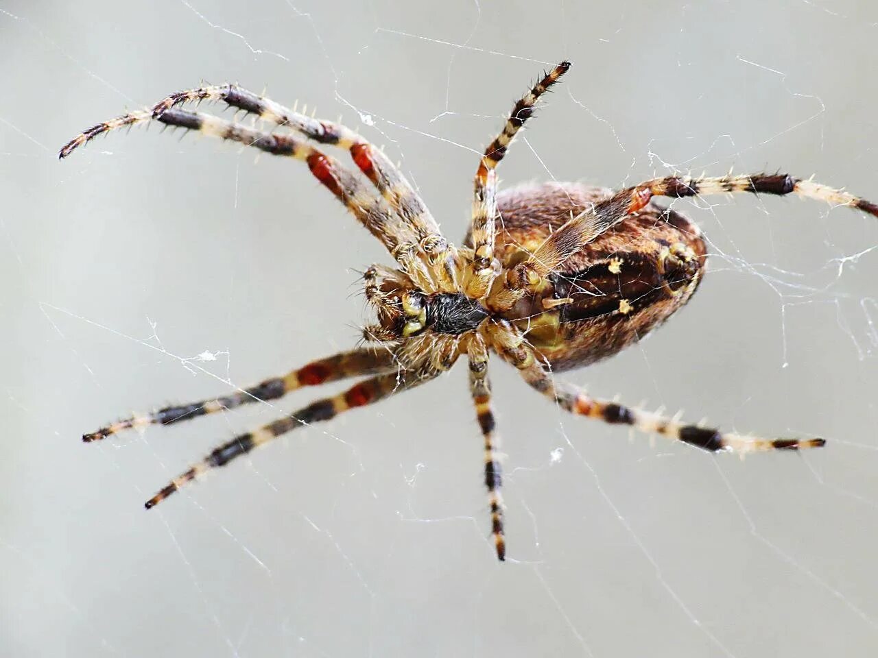 Araneus Spider паук Spider. Паук Арахнид фото. Попугаеобразные. Пауки Татарстана. Сонник видеть паука