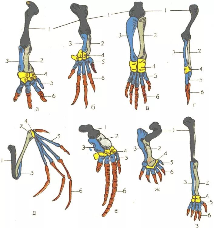 Гомология скелета передней конечности позвоночных. Гомология скелета передней конечности человека. Строение скелета передних конечностей позвоночных. Гомология передних конечностей. Появление в процессе эволюции пятипалых конечностей