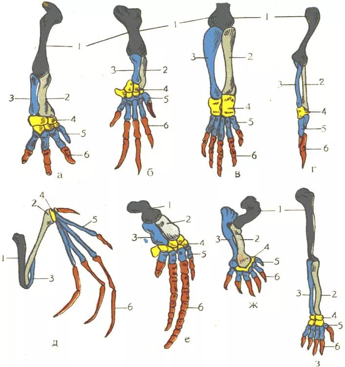 Появление в процессе эволюции пятипалых конечностей. Гомология скелета передней конечности позвоночных. Гомология скелета передней конечности человека. Строение скелета передних конечностей позвоночных. Гомология передних конечностей.