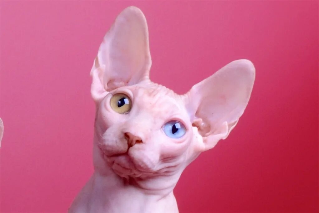 канадский сфинкс арлекин. натюрморт со сфинксом. сфинкс кошка ест яблоки. яблоко сфинкса. канадский сфинкс арлекин.