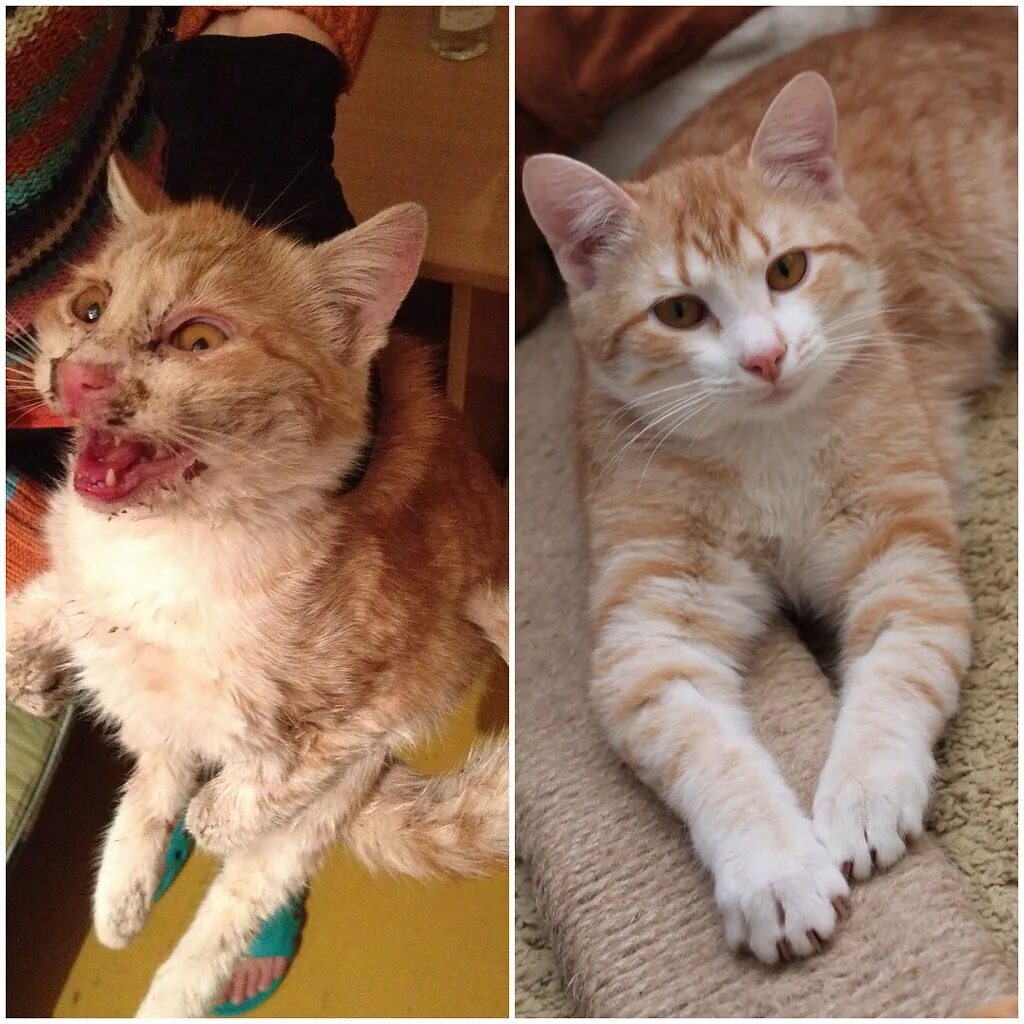 Как быстро растут котики!