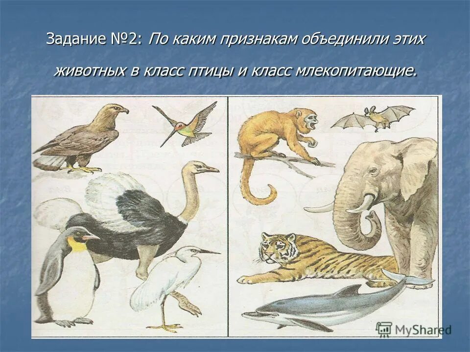 класс птицы класс млекопитающие. мышцы млекопитающих. амниоты представители. класс птицы класс млекопитающие. систематика животных млекопитающие.