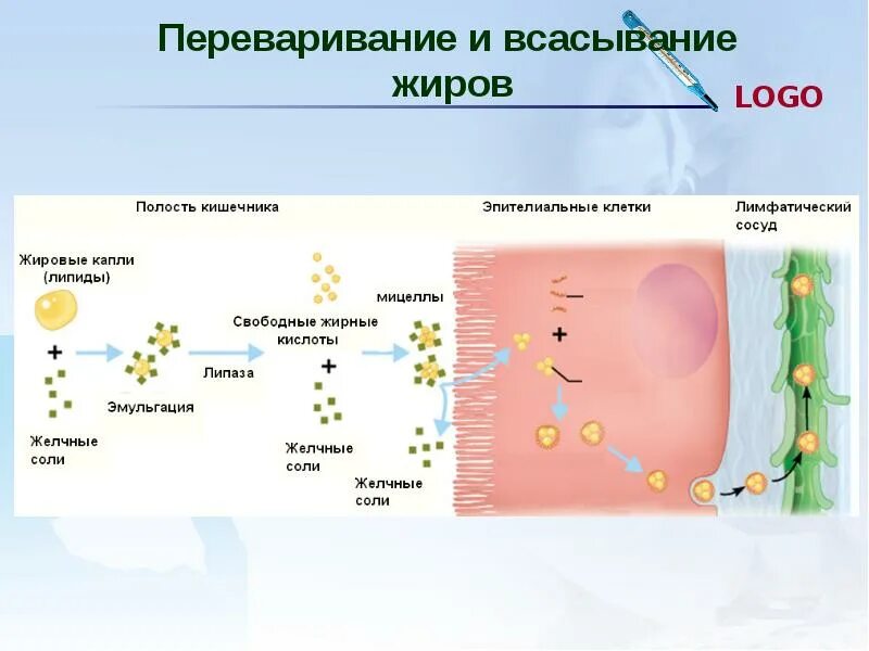Процесс переваривания и всасывания жиров. Процесс переваривания и всасывания жиров