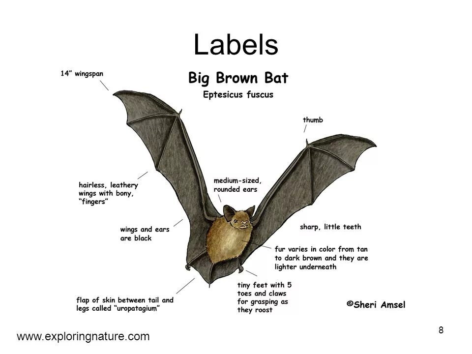 Bat variables. Brown bat. проект рукокрылые. bat перевод на русский. bat мм2.