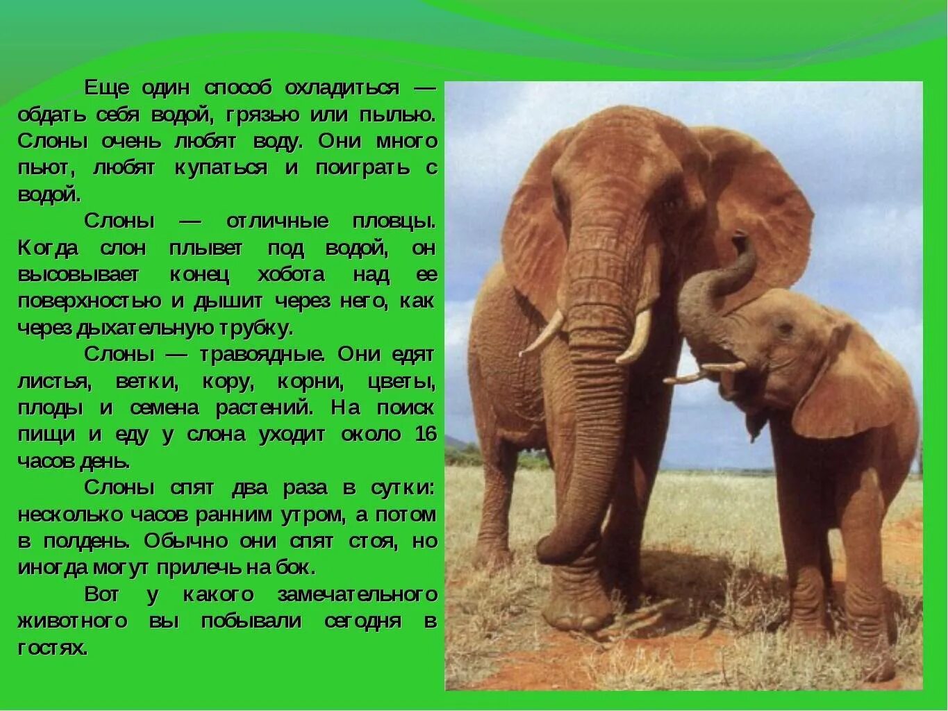 Слоны доклад. Большие и маленькие краткое содержание. П. Большие и маленькие краткое содержание. Большие и маленькие краткое содержание.