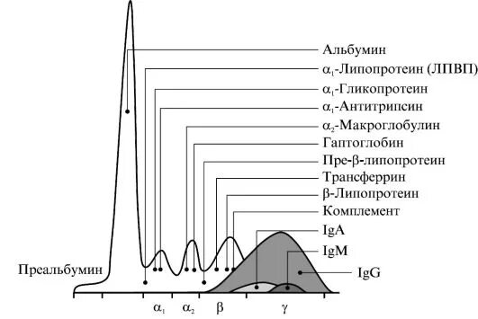 Белки белковые фракции. Электрофорез белковых фракций норма. Электрофорез белков сыворотки крови норма. Количественное исследование белков сыворотки крови расшифровка. Белковые фракции сыворотки крови.