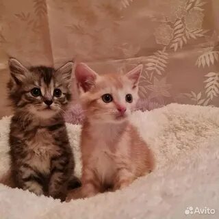 Бесплатный домашний котенок
