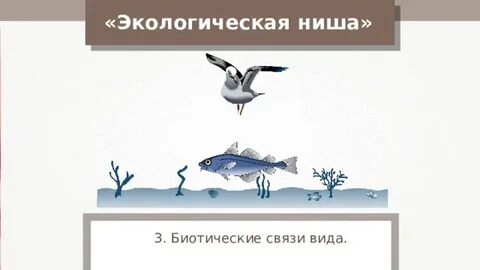 Экологические ниши трех видов форели перекрываются