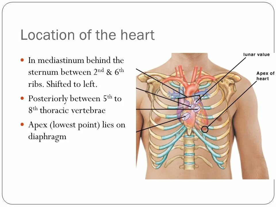 Back between. Location of the Heart. Heart Anatomy location. Heart in mediastinum. Thorax сердце.