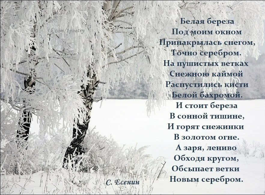 Учить стих есенина береза. Есенин береза. стихотворение белая береза. белая берёза стих. стих про березу.