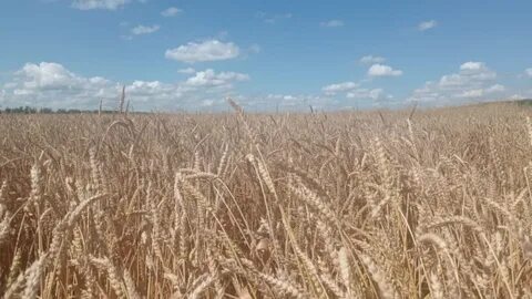 Урожайность озимых культур