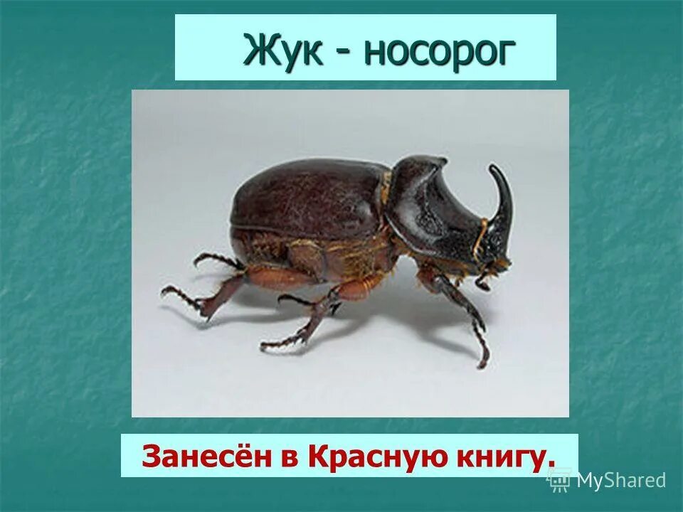 занесен ли в красную книгу жук. жук носорог занесен в красную книгу. жук бронзовик в красной книге. жужелица кавказская личинка. занесен ли в красную книгу жук.