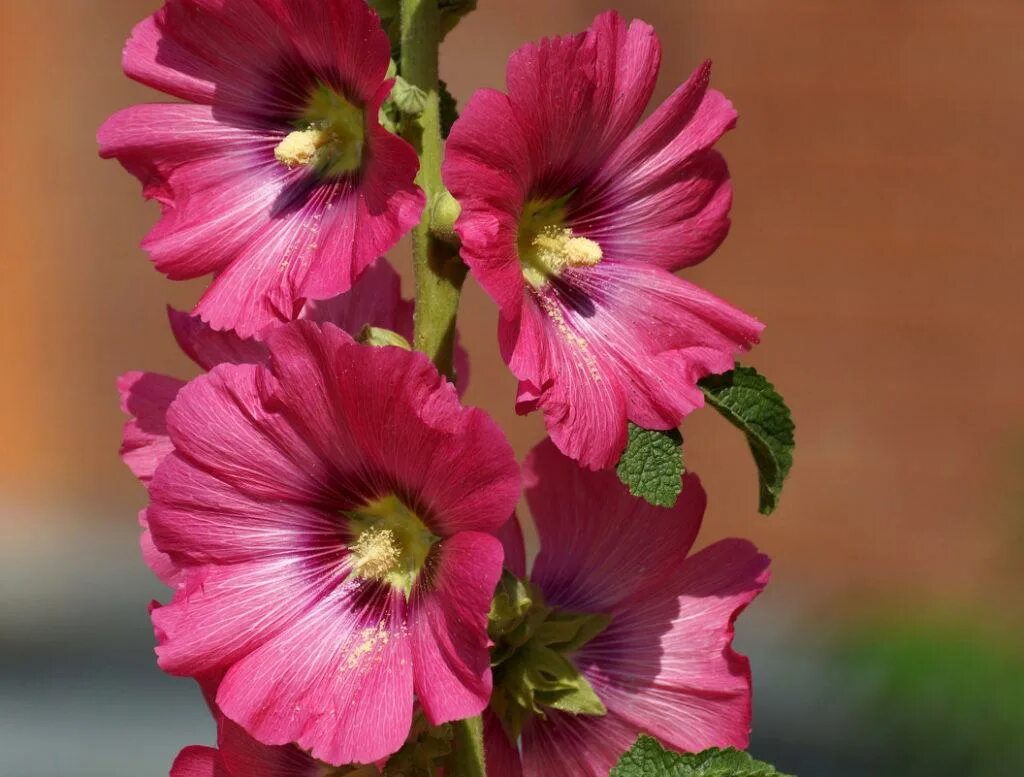 цветы мальва просвирник. Hollyhock мальва. мальвы это. мальва мавритана. Hollyhock мальва.