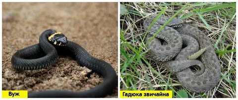Уж и гадюка отличия и сходства