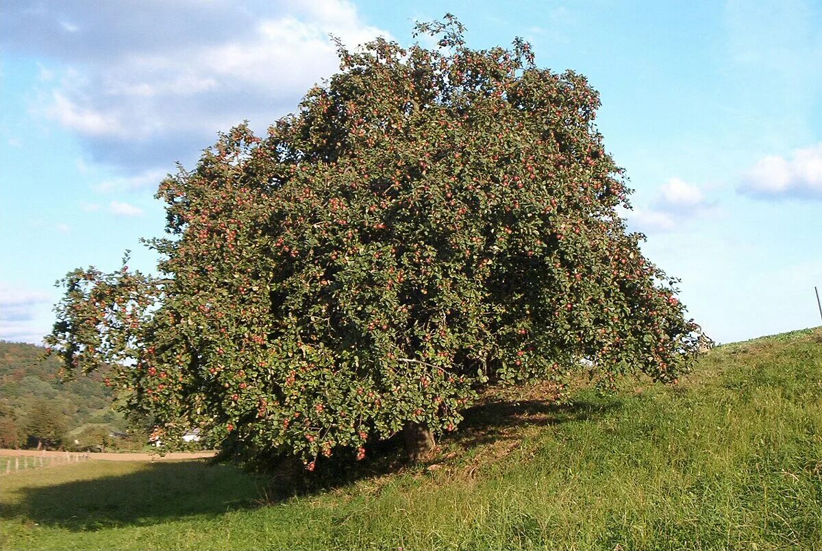 File:Apple tree-1993.JPG - Wikimedia Commons