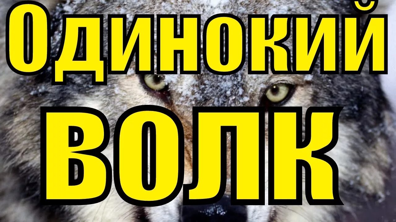 Одинокий волк лучшие песни. Шансон одинокий волк. Блатной удар одинокий волк. Шансон про Волков. Одинокий волк песня.