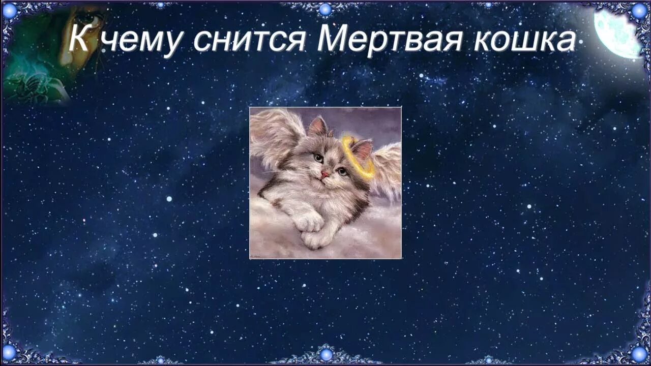 К чему снятся мертвые кошки. К чему снится дохлый кот. Мёртвая кошка во сне к чему. К чему снятся полудохлые котята.