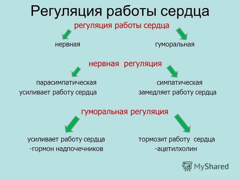 Гуморальная регуляция работы сердца человека