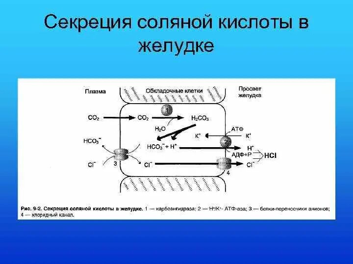 Секреция соляной кислоты. Механизм образования соляной кислоты. Механизм секреции соляной кислоты в желудке физиология. Механизм образования соляной кислоты в желудке. Механизм секреции соляной кислоты.