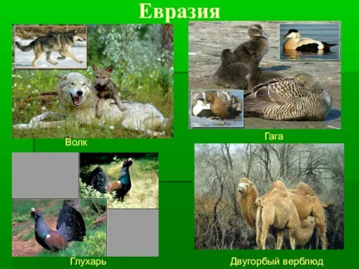 Жизнь евразии. Животный мир Евразии. Растительный и животный мир Евразии. Животный мир материка Евразия. Обитатели Евразии для детей.