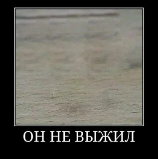 Я выжил кот мем
