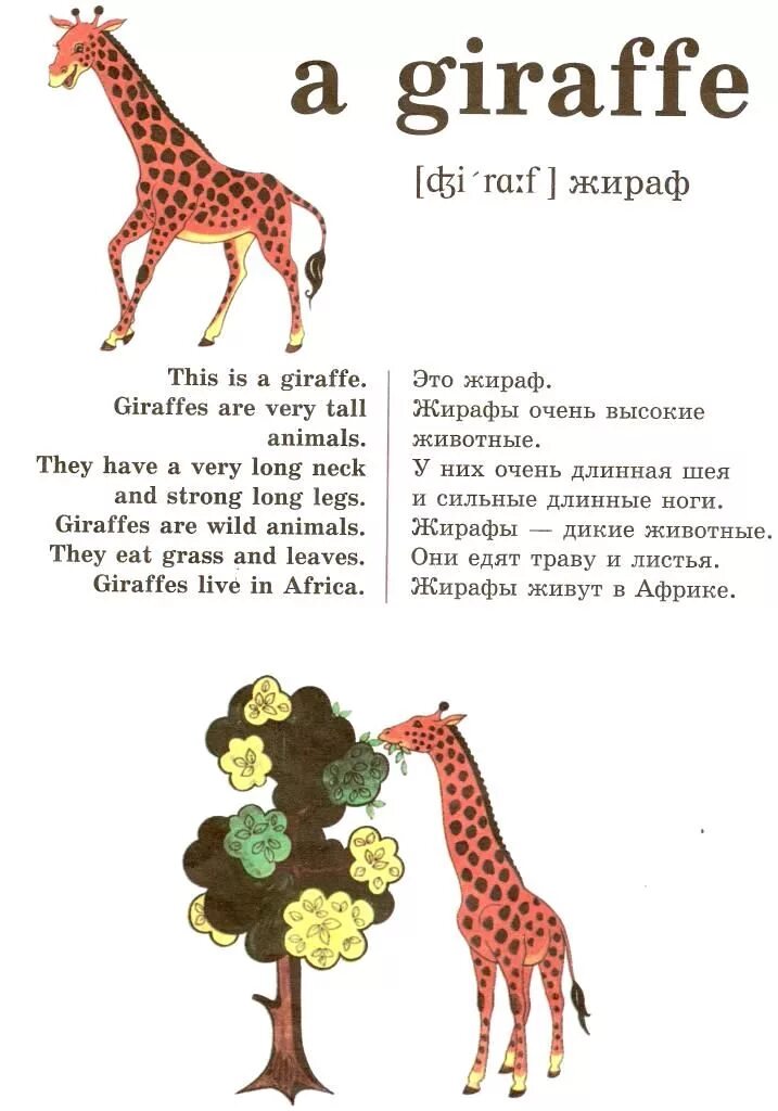 Английский 5 класс описать животных. Про жирафа на английском языке. Рассказ про жирафа на английском. Рассказ про жирафа по английскому языку. Описание жирафика на английском.