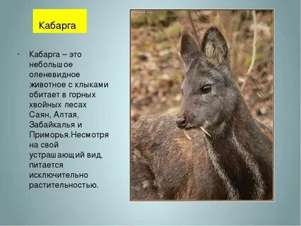 Какую среду обитания освоил лось впр