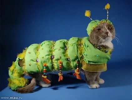 Гусеница котенок