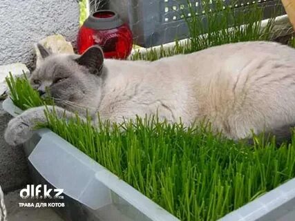 Кота высадили