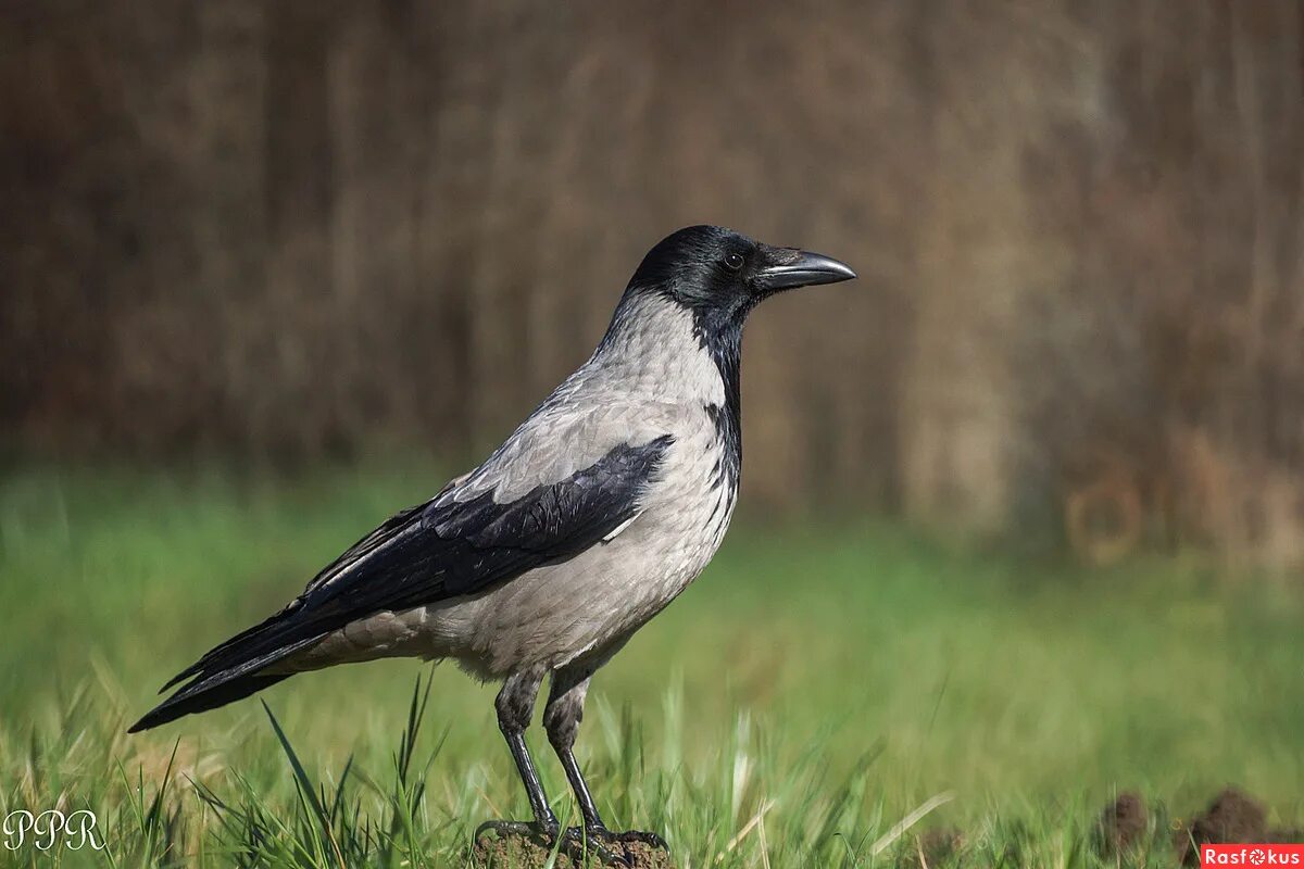 птицы казахстана. серая ворона птица. популяции серой вороны в пределах евразии. серый ворон 5 и 6. сорока серая.