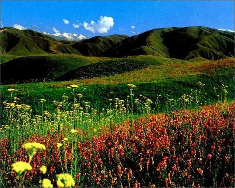 Природные страны казахстана. Растительный мир Казахстана. Казахстан природа. Природа Казахстана фото.