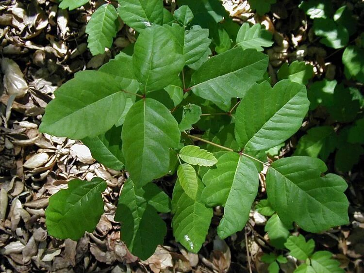Toxicodendron diversilobum. Poison Oak растение. Poison Sumac. Токсикодендрон пушистый. Ядовитый дуб
