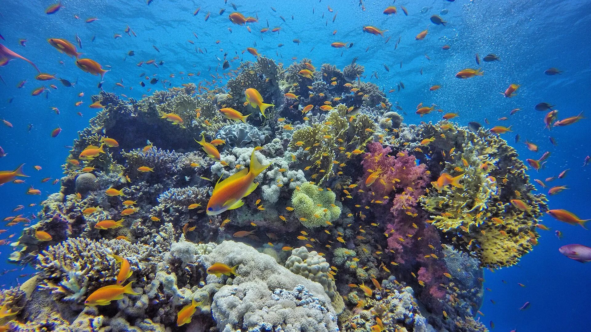 Красное море хургада отзывы. Красное море Египет Хургада. Египет снорклинг красное море. Хургада под водой. Красное море Хургада видео.