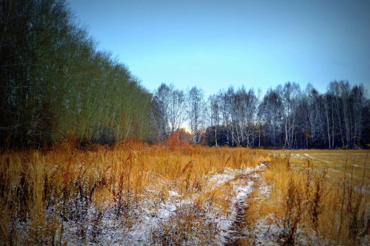 Седьмая фаза ‒ поздняя осень (ноябрь - декабрь).. Поздняя осень. Поздняя осень в Сибири. Поздняя осень Поляна.