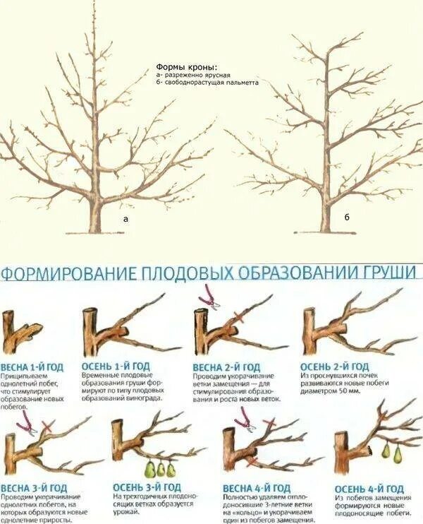 Посадка груши весной саженцами в открытый грунт. Посадка груши. Посадка груши весной саженцами. Посадка саженцев груши весной.