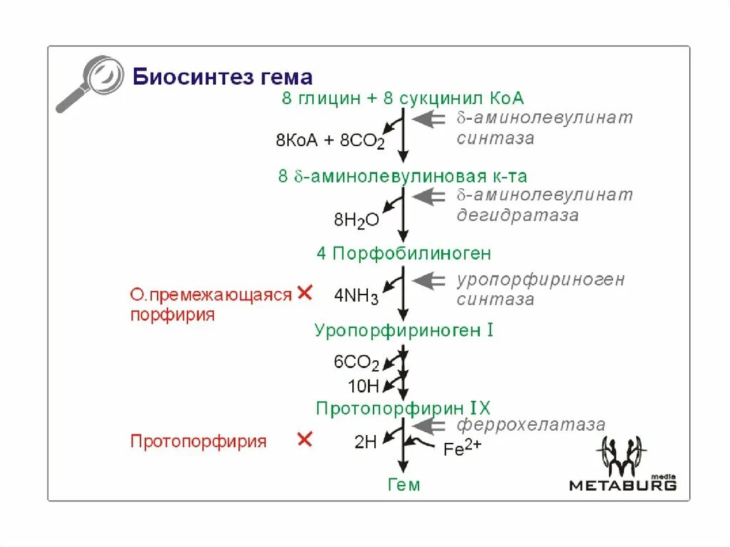 Биосинтез крови. Схема реакций синтеза гема. Синтез гема из глицина. Сукцинил КОА Синтез гема. Основные этапы биосинтеза гема.