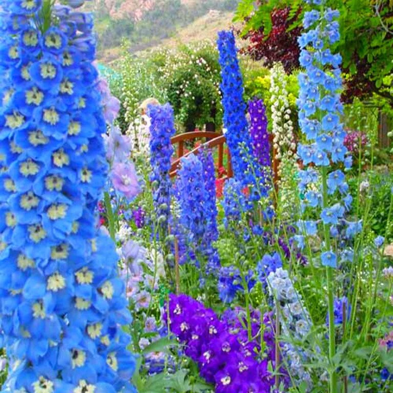 Дельфиниум pacific blue bird. Трава с голубыми цветами дельфиниум 7. Дельфиниум живокость. Дельфиниум. Трава с голубыми цветами дельфиниум 7.