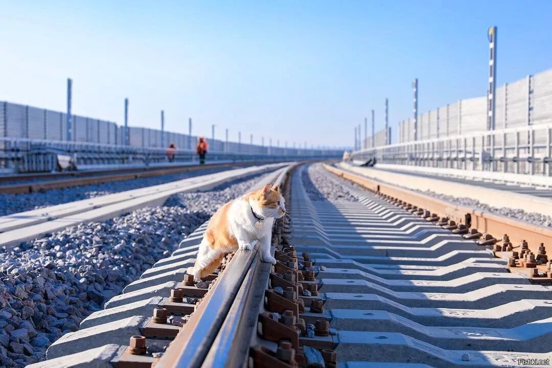 Кот железная дорога. Кот мостик Крымский мост. Коты на железной дороге. Кот мостик и поезд. Кот на рельсах.