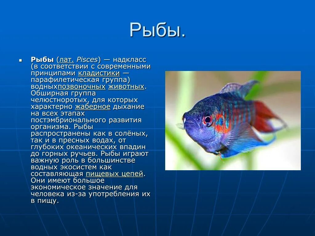 Сообщение о рыбе. Презентация на тему рыбы. Доклад про рыб. Сообщение на тему рыбы.