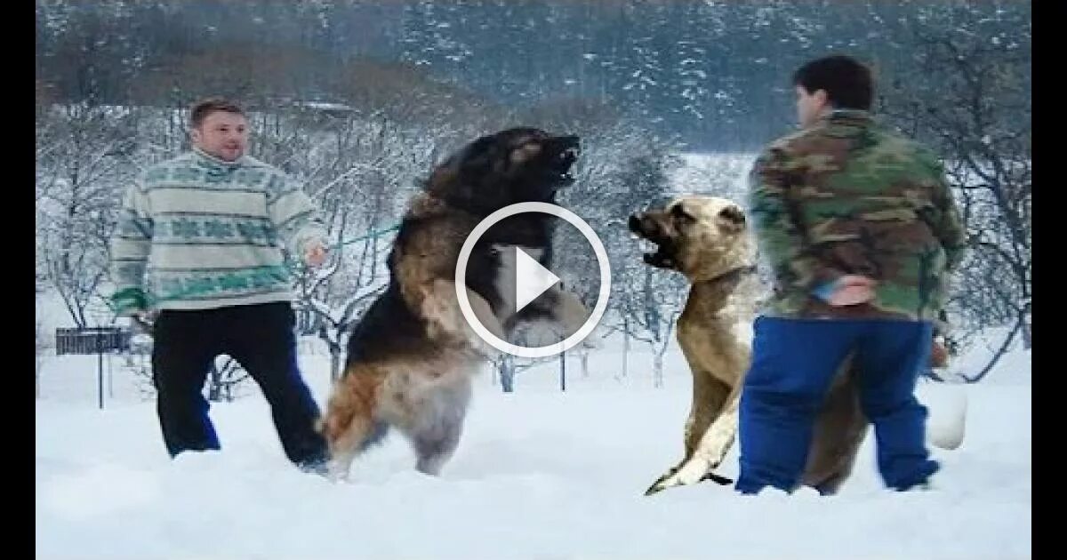 немецкая овчарка против алабая. алабай против немецкой овчарки. ротвейлер vs немецкая овчарка. алабай vs немецкая овчарка. кто сильнее алабай или немецкая овчарка.