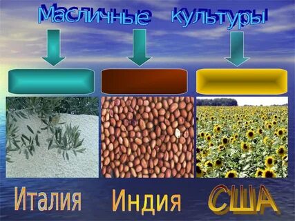 Главная масличная культура