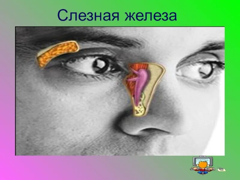 Секрет слезной железы. Слезная железа атлас. Кристаллы слезная железа.