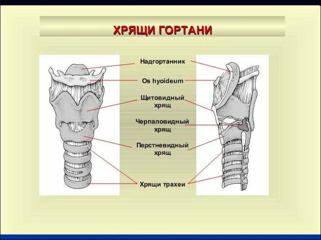 Гортань состоит из полуколец