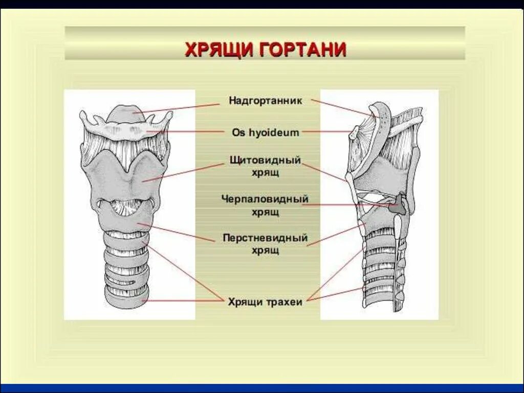 Гортань впр. Сочленения хрящей гортани. Перстнещитовидный сустав гортани. Суставы гортани. Черстнечерпаловидный сустав.