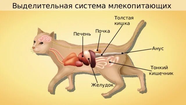 Выделение у позвоночных животных. Выделительная система система млекопитающих. выделительная система млекопит. строение выделительной системы млекопитающих. органы выделительной системы животных.